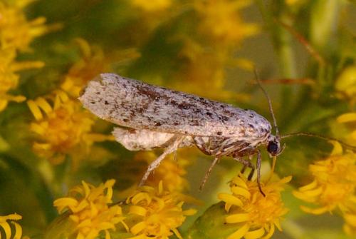 Yponomeuta sp.